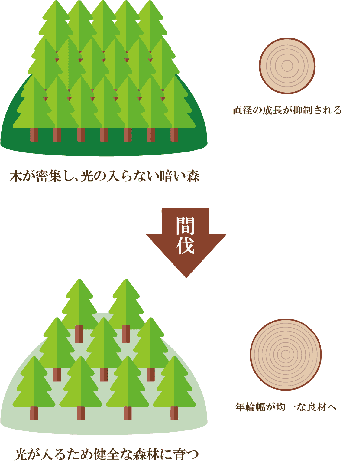 間伐前と間伐後の違い