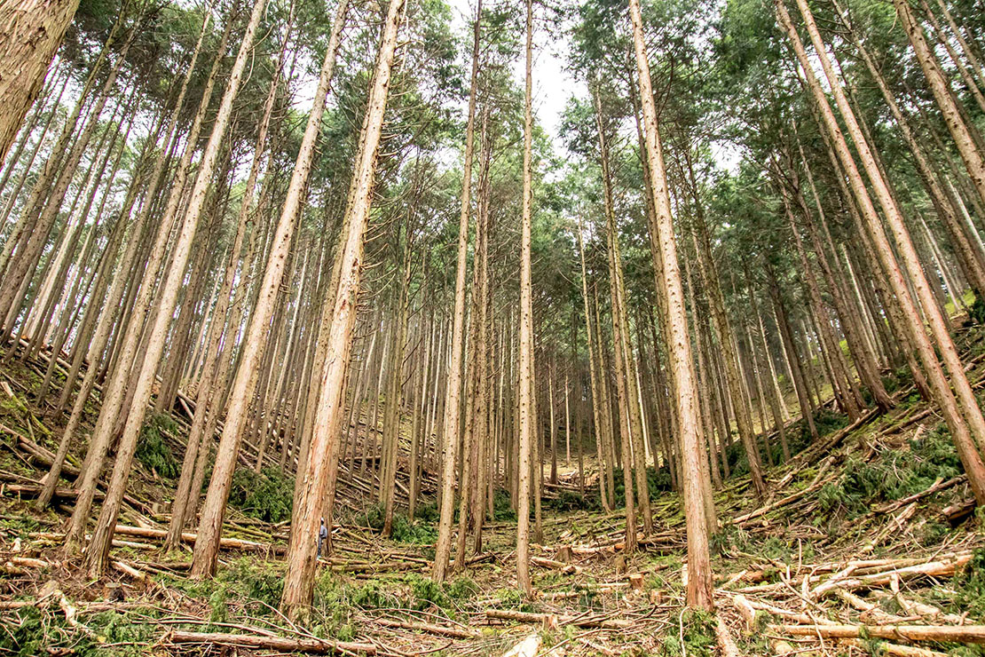 間伐された山