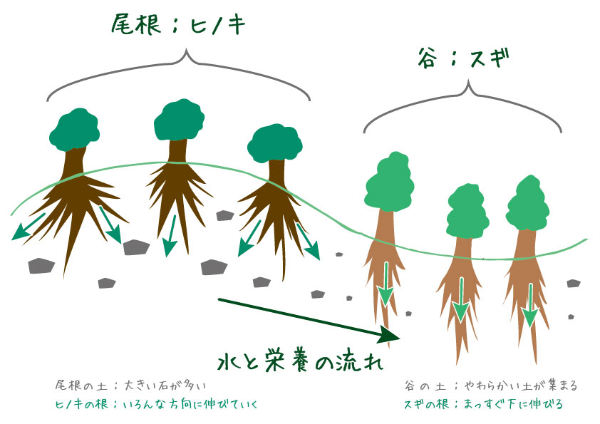 ヒノキが尾根、スギが谷に植えてある理由