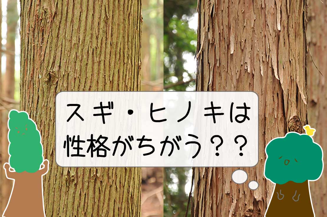 木の里工房 木薫植える場所によって値段が変わる スギとヒノキの違いは木の性格にあった 木の里工房 木薫