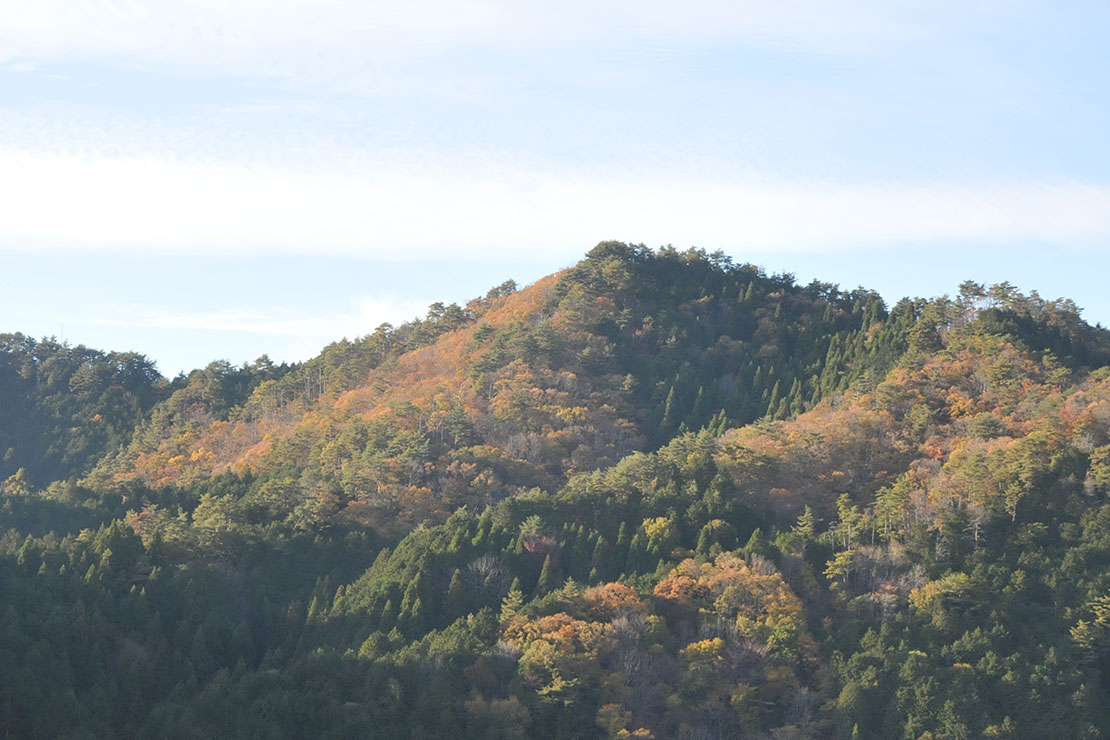西粟倉村の山