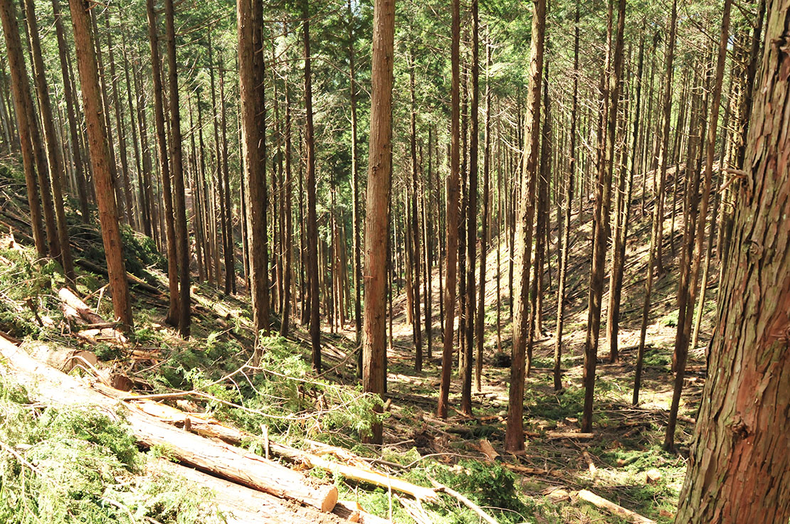 間伐された山