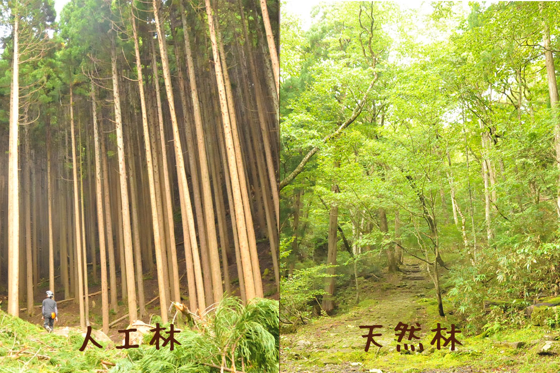 左が人工林、右が天然林
