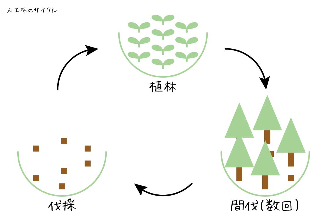 植林、間伐、伐採を繰り返している図