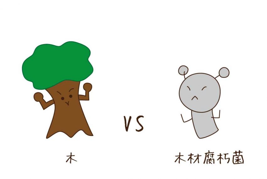 木VS木材腐朽菌