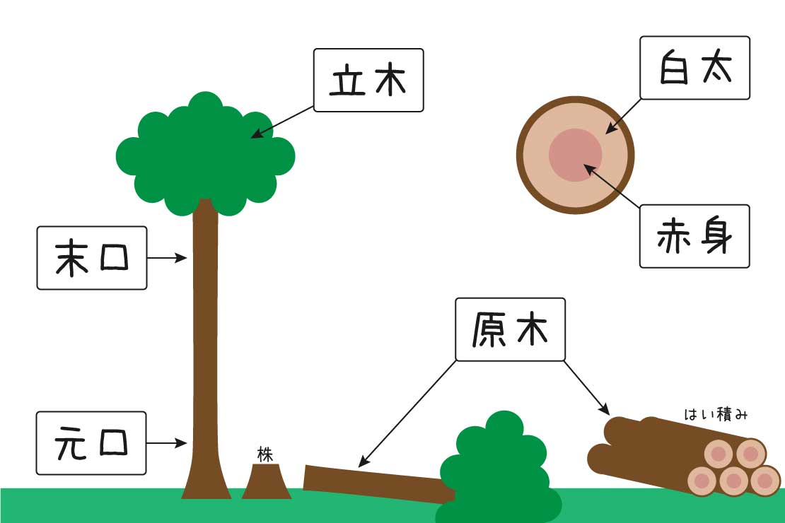 木の用語の説明画像